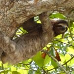 A sloth resting peacefully on a tree branch in the lush forests of Panama during an Embera tour.