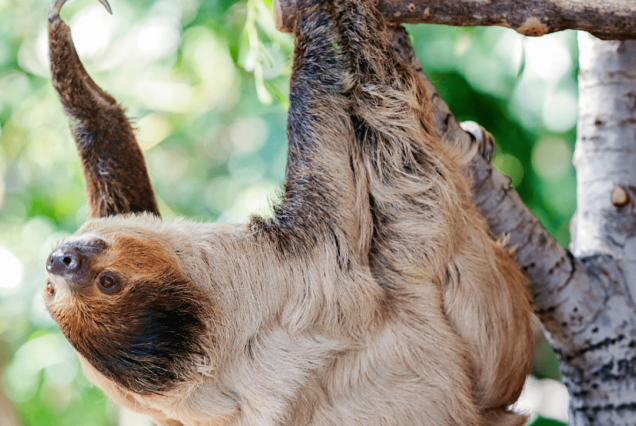 Sloth in a three in Panama With LDS Global Adventures (Formerly Embera Tours)