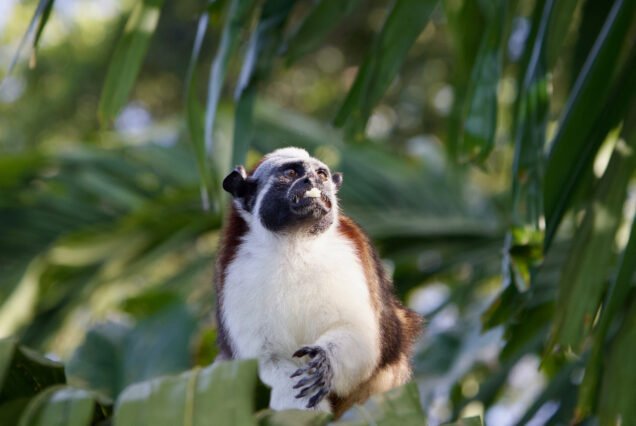 Monkey smiling at panama with LDS Global Adventures (Formerly Embera Tours) guides