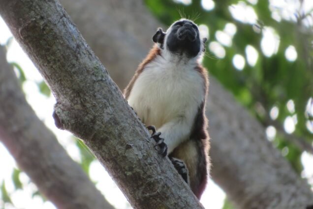 Beautiful monkey. With Lds Global Adventures