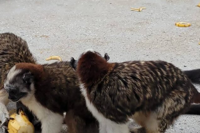 Monkeys during Monkey tour in Gatún Lake. With LDS Global Adventures