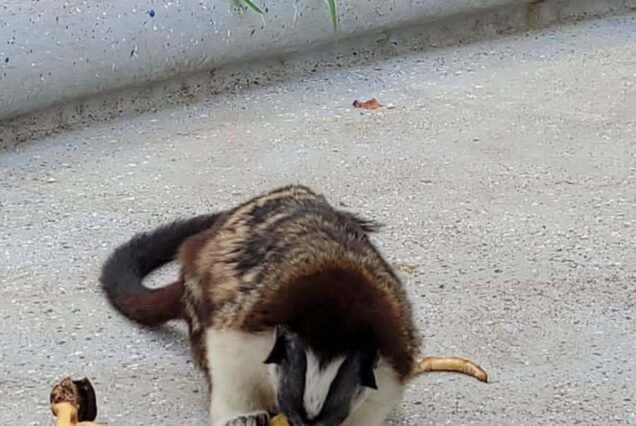Mono comiendo banana.