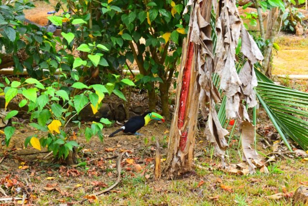 Toucan perched amidst vibrant foliage during Emberá community tour with LDS Global Adventures