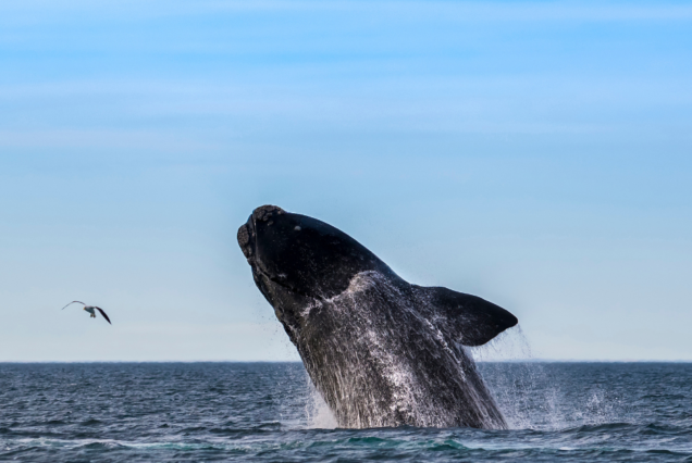 Whale in the pacific