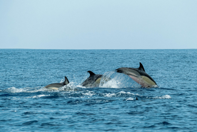 Dolphins at the sea