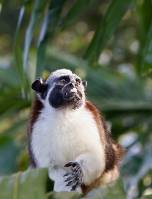 Monkeys in panama with emberatours